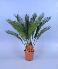 Zdjęcie Obi Sagowiec Cycas Revoluta 6 Liści Wys. 45cm Don. 12cm - Wrocław