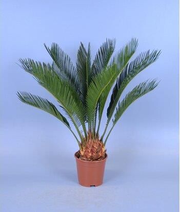 Zdjęcie Obi Sagowiec Cycas Revoluta 6 Liści Wys. 45cm Don. 12cm - Wrocław