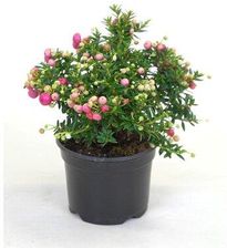 Zdjęcie Obi Pernettya Mix Wys. 15cm Don. 10,5cm - Niemcza