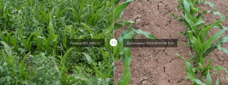 Tezosar Extra Box 3 X 5L Na 7Ha Ciech - zdjęcie 5
