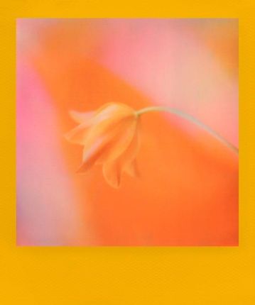 Polaroid I-Type Color Frame do OneStep Now Lab 8 zdjęć - zdjęcie 2