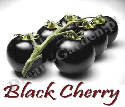 Pomidor Black Cherry Czarny Koktajlowy Ceny I Opinie Ceneo Pl