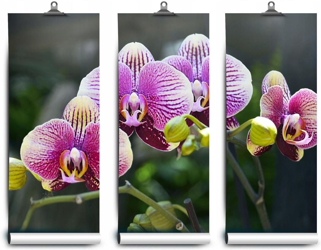 Coloray Fototapeta Latex Fioletowy Orchidea X Opinie I Ceny Na