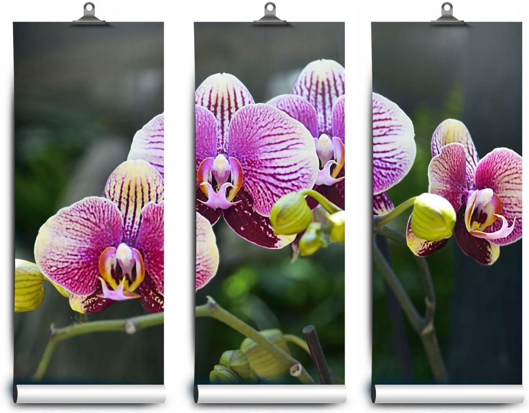 Coloray Fototapeta Latex Fioletowy Orchidea X Opinie I Ceny Na