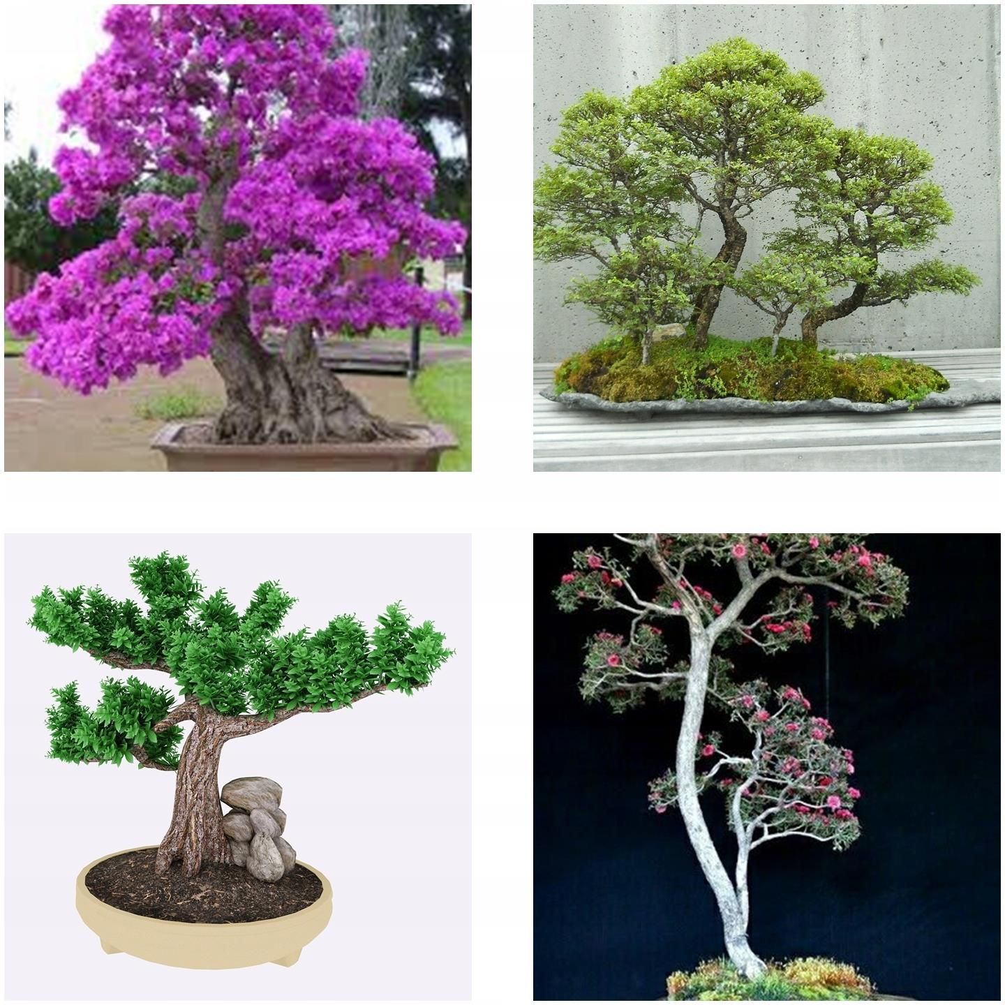 Bonsai Kolekcja Nasion Nr Zestaw Opakowa Ceny I Opinie Ceneo Pl