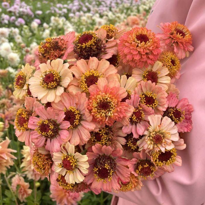 Zinnia Zinderella Peach Ceny I Opinie Ceneo Pl