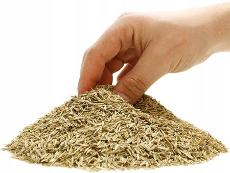 Trawa Ciemnozielona Parkowa Cieniolubna 5Kg 200M2 - zdjęcie 6