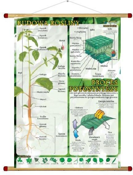 Pomoc Dydaktyczna Budowa Ro Liny Proces Fotosyntezy Ceny I Opinie