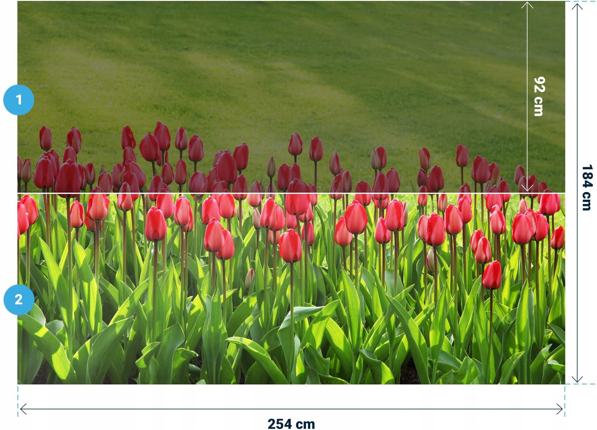 Printedwall 3D Kwiat Kwiaty Tulipany 254x184 F00907 Opinie I Ceny Na