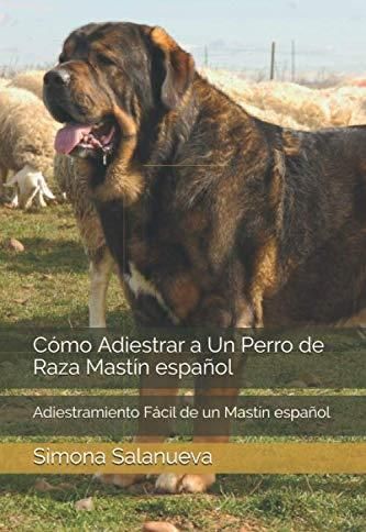 Cómo Adiestrar a Un Perro de Raza Mastín español Adiestramiento Fácil