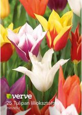 Zdjęcie Verve Cebule Tulipan Lily Mix 25Szt. Wielokolorowy - Lublin