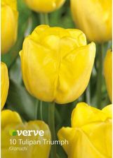 Zdjęcie Verve Cebule Tulipan Kikomachii 10Szt. Żółty - Cieszyn