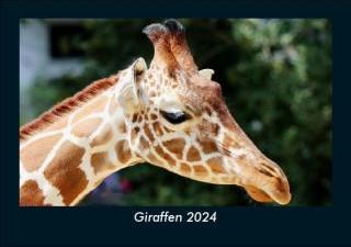 Giraffen 2024 Fotokalender DIN A5 Ceny I Opinie Ceneo Pl