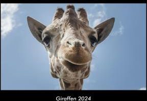 Giraffen Fotokalender Din A Ceny I Opinie Ceneo Pl