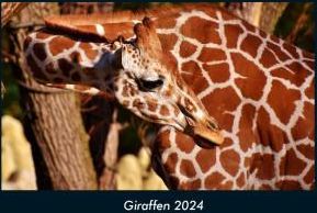 Giraffen 2024 Fotokalender DIN A4 Ceny I Opinie Ceneo Pl