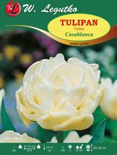 Zdjęcie Legutko Tulipan Casablanca Biały - Nakło nad Notecią