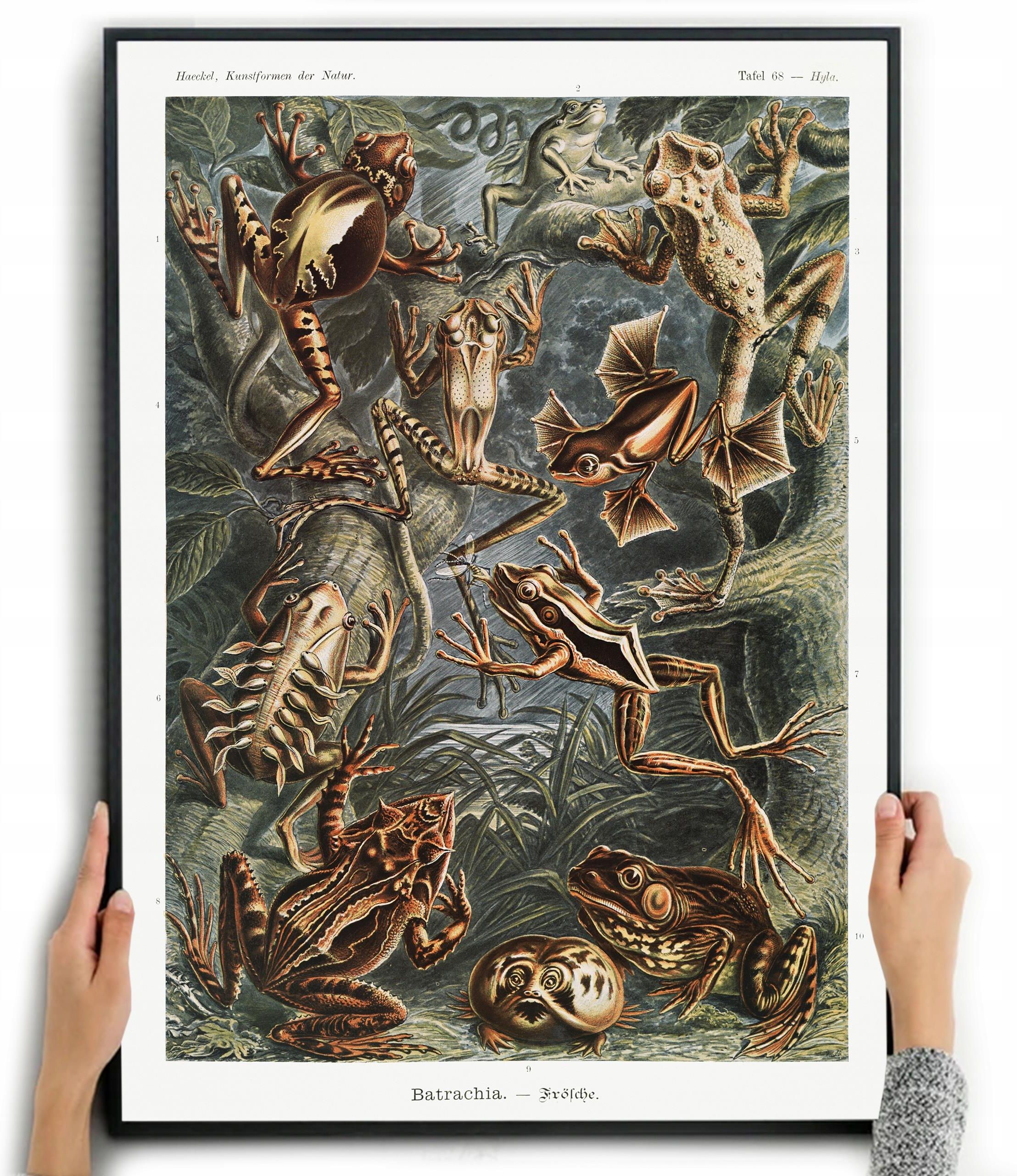 Plakat Obraz Żaby Płazy Ernst Haeckel A1 Opinie i atrakcyjne ceny na