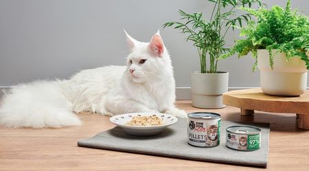 John Dog For Cats Filety Kurczak I Łosoś Dla Kociąt Mokra Pełnoporcjowa 140g - zdjęcie 2