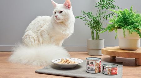John Dog For Cats Filety Kurczak I Wołowina Mokra Dla Kota Pełnoporcjowa 140g - zdjęcie 2