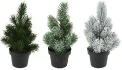 Zdjęcie Koopman Choinka W Doniczce 22 Cm - Łobżenica