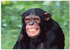 Zdjęcie Panon Kartka Chimpanzee Laughing 3D - Włocławek