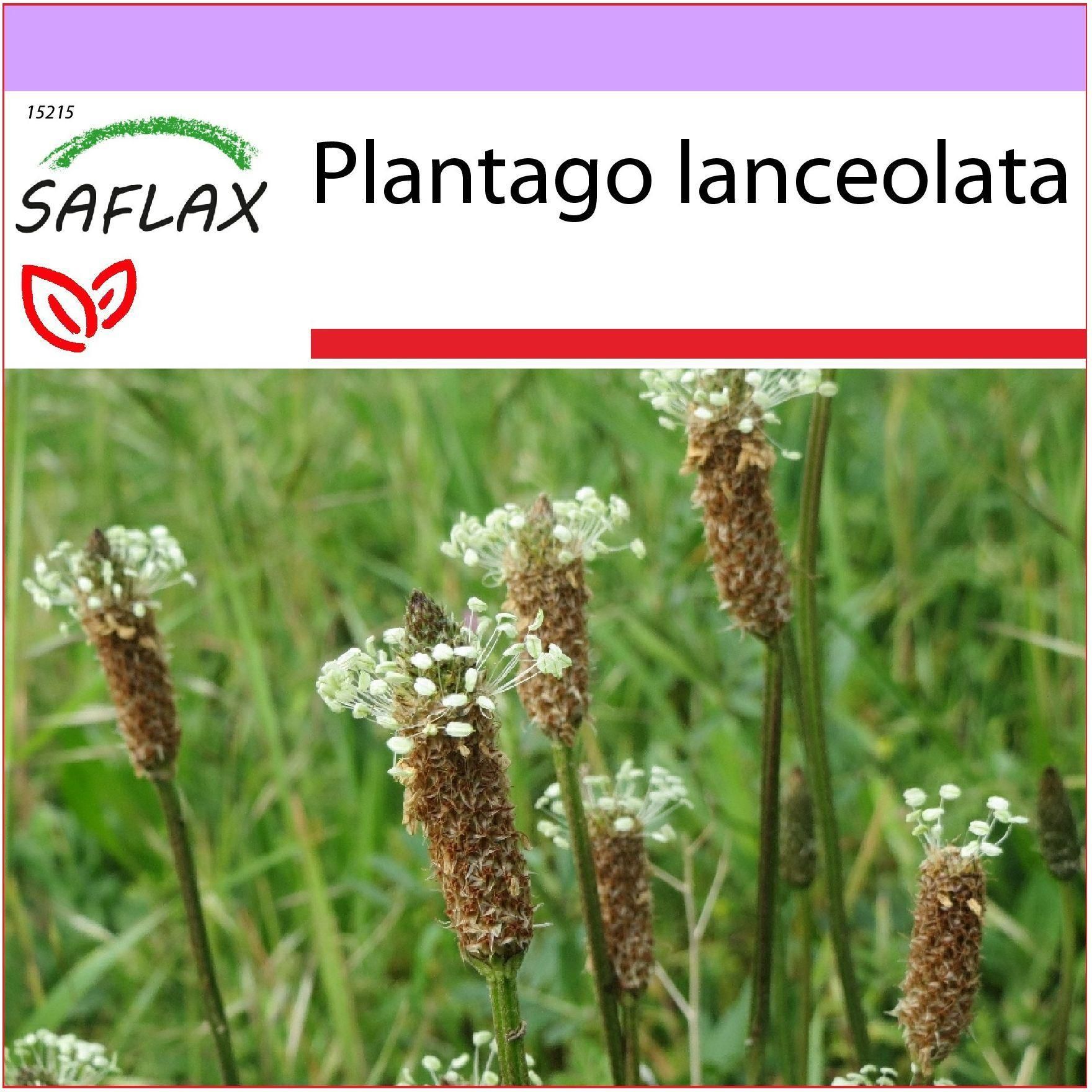 Saflax Babka Lancetowata 100 Nasion Plantago Ceny I Opinie Ceneo Pl