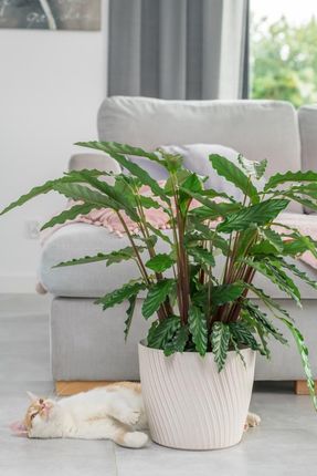 Form-Plastic Doniczka Okrągła Mika 27 + Podstawka Donica 4590040 - zdjęcie 2
