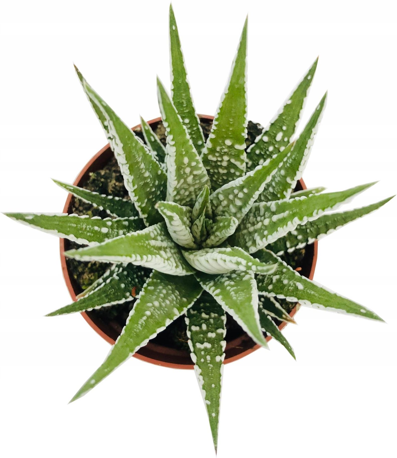 Haworthia Fasciata Alba Haworsja Pasiasta Ceny I Opinie Ceneo Pl