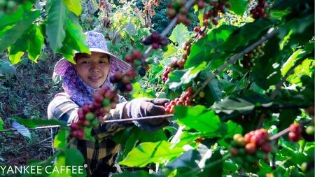 Yankee Caffee Ziarnista 1kg Świeżo Palona 100% Robusta Z Palarni - zdjęcie 2