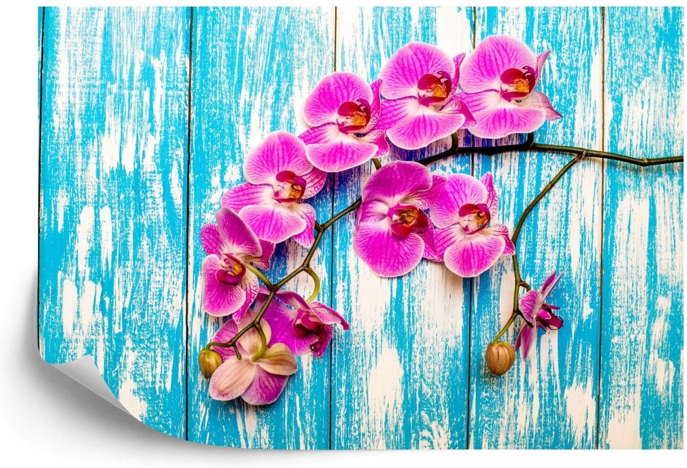 Doboxa Fototapeta Flizelina Zmywalna Orchidee Na Tle Desek 152 5x104