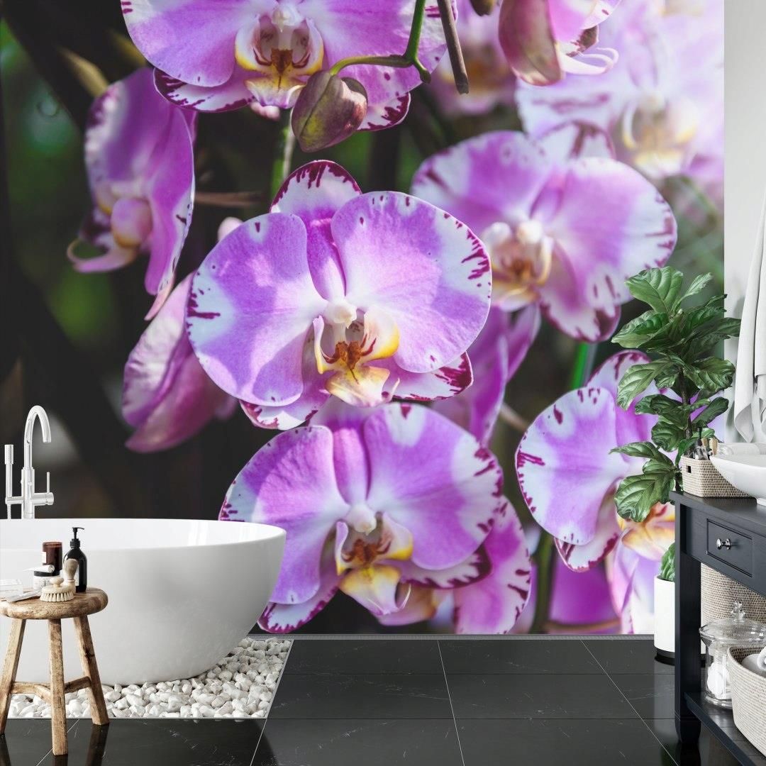 Doboxa Fototapeta Vinyl Strukturalny Piękne Orchidee 90X60 A0 Opinie