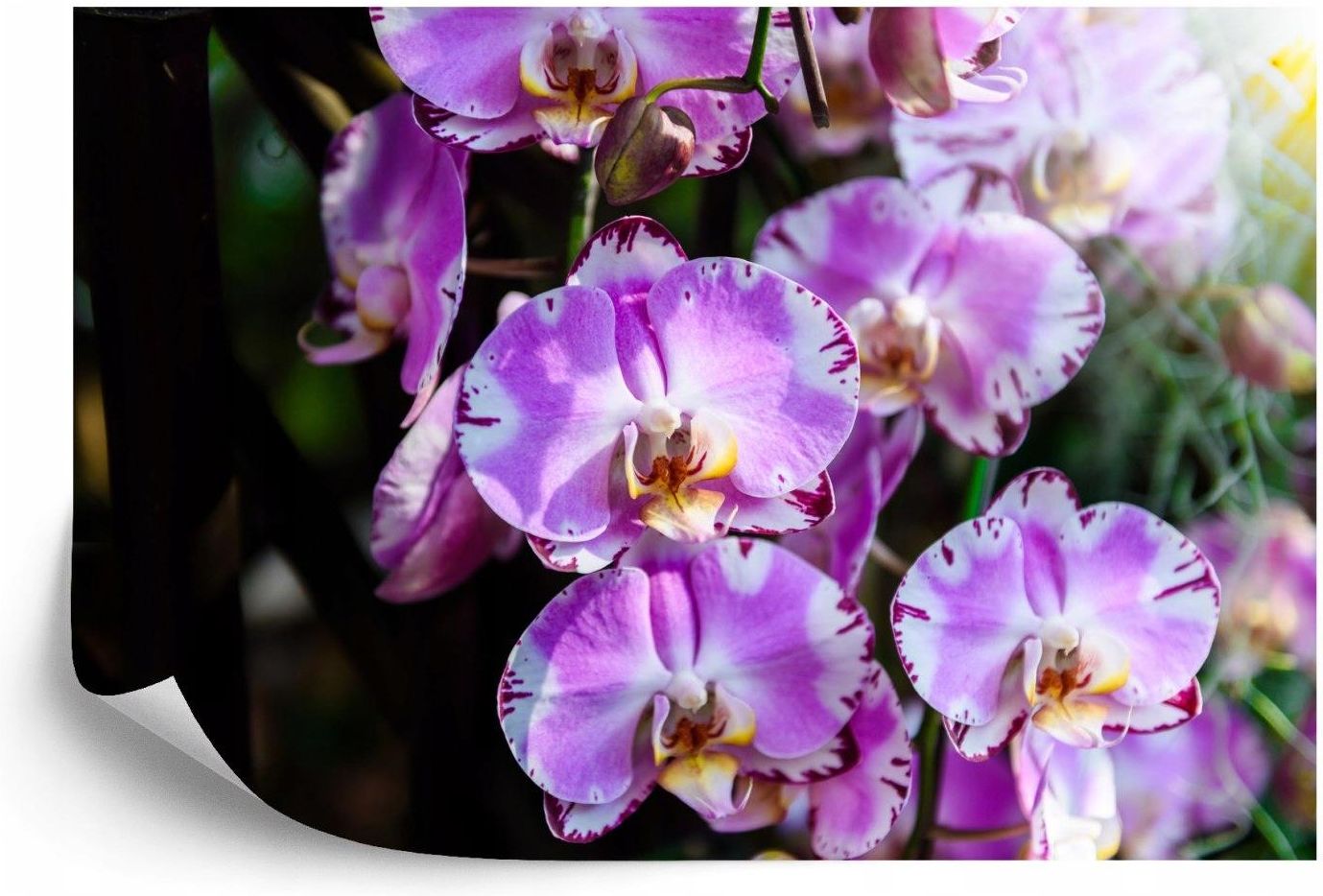 Doboxa Fototapeta Flizelina Zmywalna Piękne Orchidee 152 5X104 A0