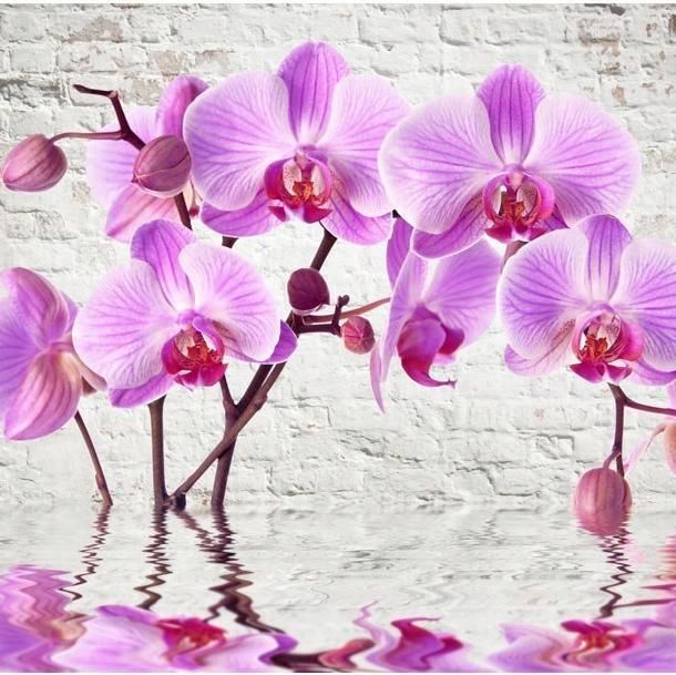 Artpro Fototapeta 3D 200X140 Klej Fioletowa Orchidea Mur Opinie I