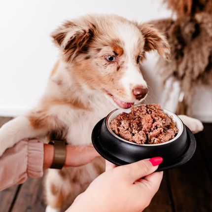 Perro Gourmet Junior Jeleń Z Gruszką 410G - zdjęcie 3