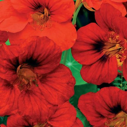 Nelson Garden Nasturcja Wysoka Whirlybrid Mahogny Czerwonobrązowa - zdjęcie 3