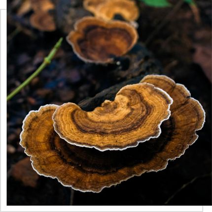 MYQO Wrośniak Różnobarwny Coriolus Versicolor BIO - 100g - zdjęcie 2