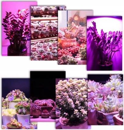 Żarówka Led Grow Light Do Uprawy Roślin 50W E27 - zdjęcie 2