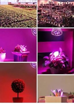 Żarówka Led Grow Light Do Uprawy Roślin 50W E27 - zdjęcie 5