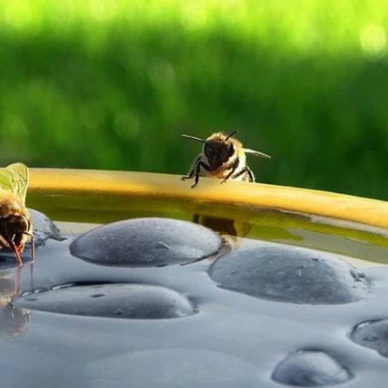 Stylowe Poidło Do Ogrodu Dla Owadów Pszczół Żółte - zdjęcie 4