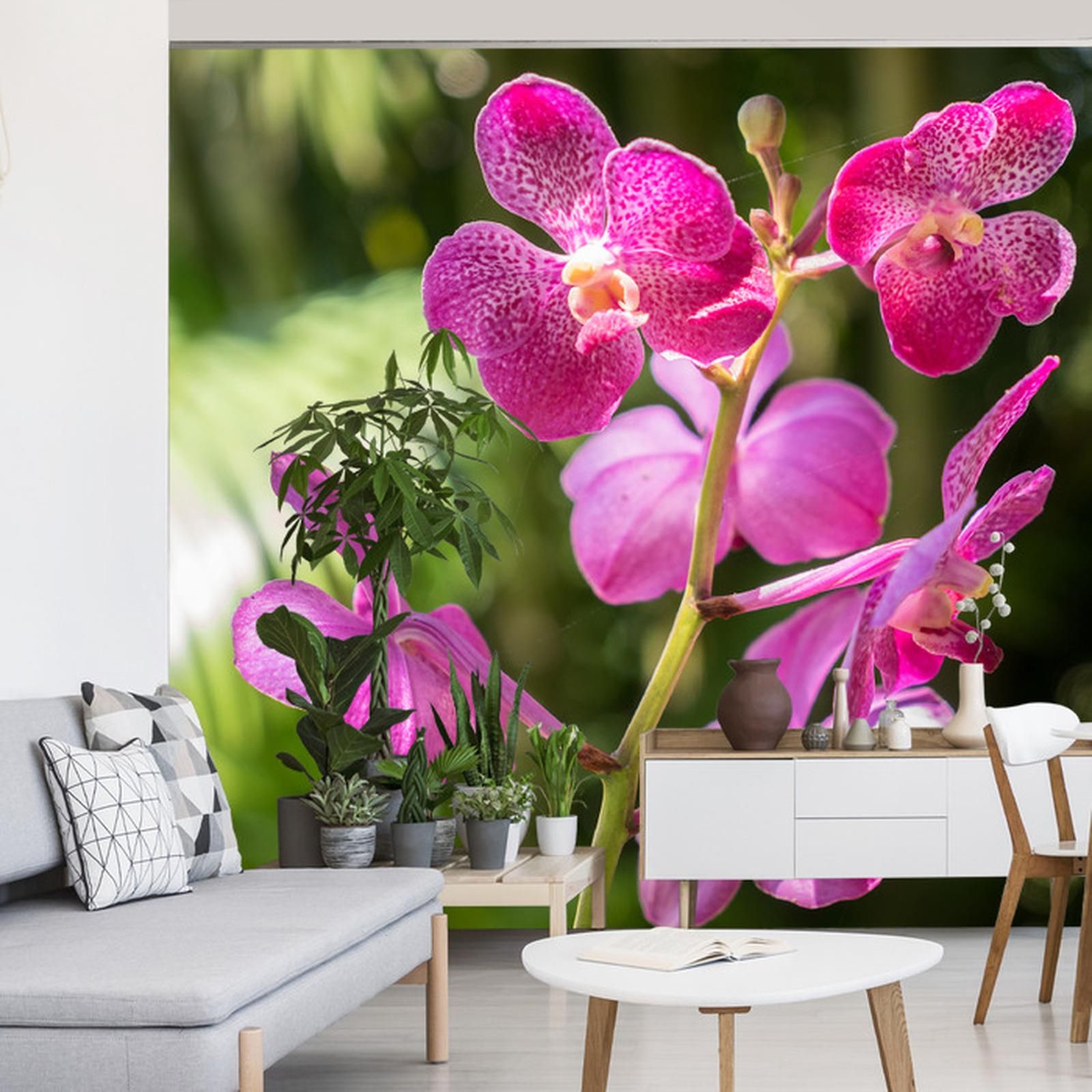 Doboxa Fototapeta Pi Kne Orchidee Vinyl X Opinie I Ceny Na Ceneo Pl