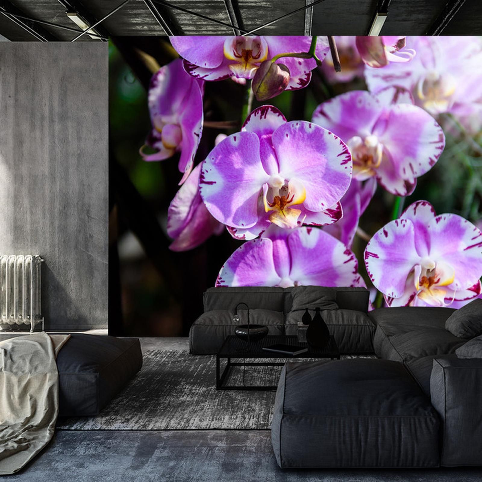 Doboxa Fototapeta Piękne Orchidee Vinyl 368X254 Opinie i ceny na Ceneo pl