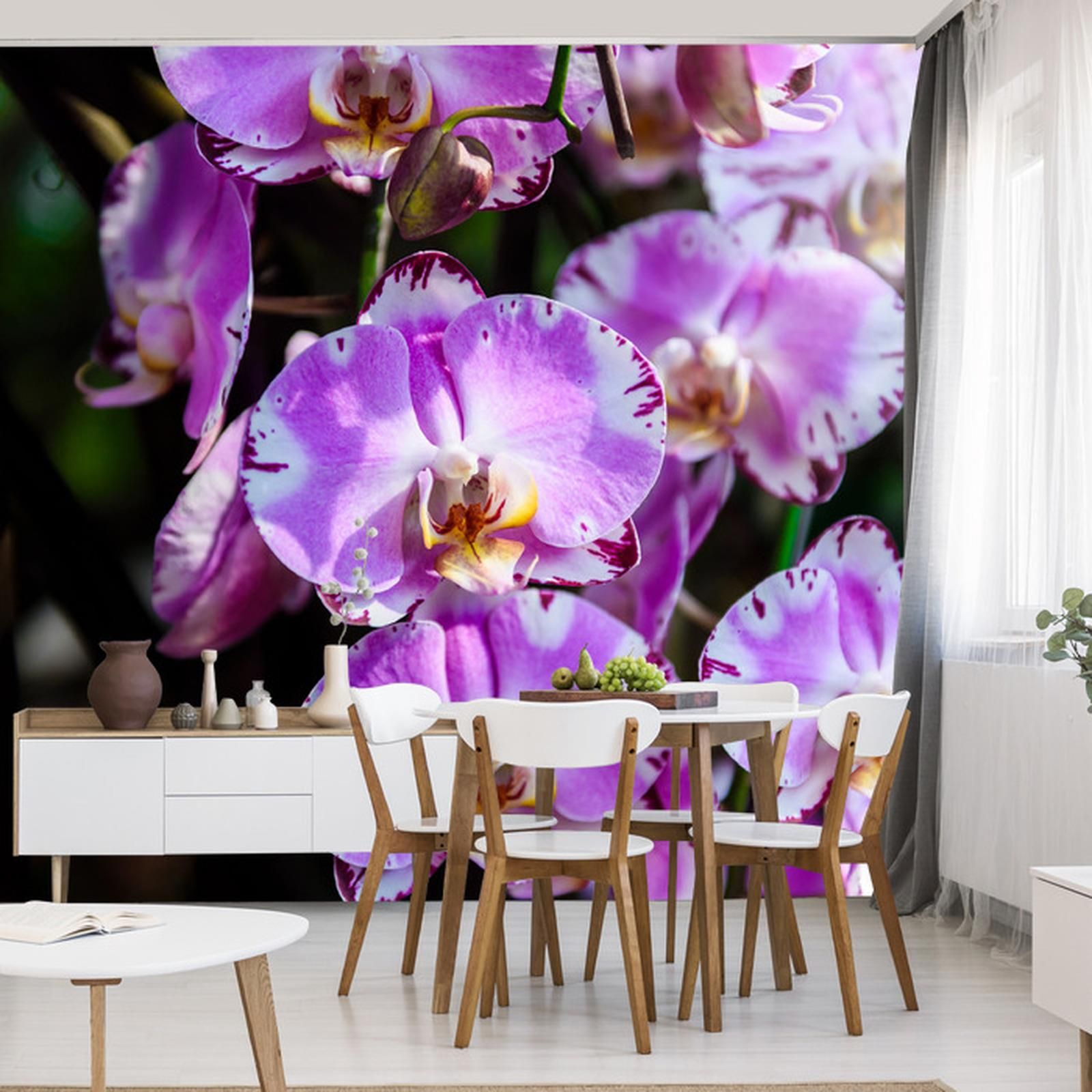 Doboxa Fototapeta Piękne Orchidee Vinyl Strukturalny 416X290 Ft 746