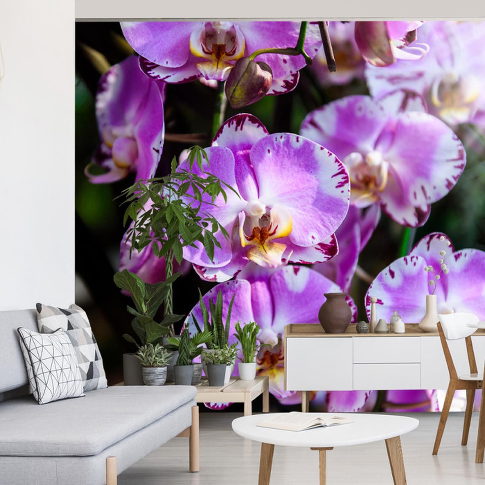 Doboxa Fototapeta Pi Kne Orchidee Vinyl Strukturalny X Ft