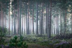 Muralo Fototapeta Pejzaż Z Widokiem Na Zamglony Las Dekoracja Ścienna