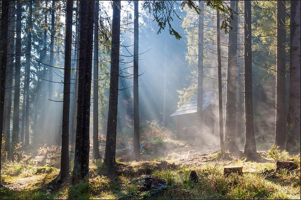 Muralo Fototapeta Promienie Słoneczne Przebijające Się Przez Korony