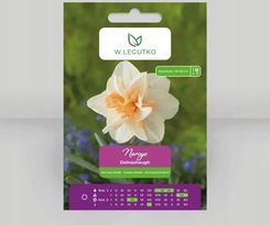 Zdjęcie W. Legutko Narcyz Delnashaugh Biały Z Różowym Środkiem 4szt. - Nakło nad Notecią