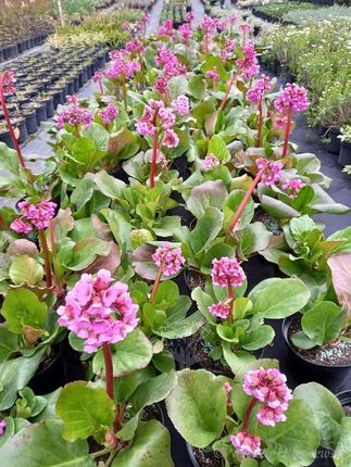 Bergenia Sercowata Sadzonka Skalniak Rabata - zdjęcie 6