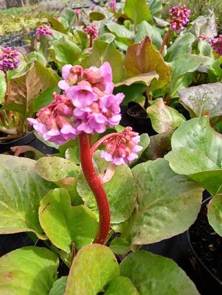 Bergenia Sercowata Sadzonka Skalniak Rabata - zdjęcie 4