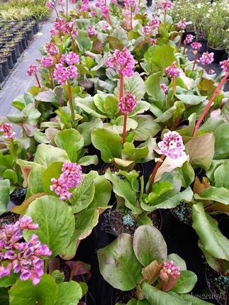 Bergenia Sercowata Sadzonka Skalniak Rabata - zdjęcie 2