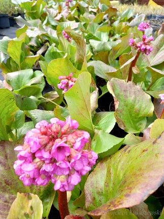 Bergenia Sercowata Sadzonka Skalniak Rabata - zdjęcie 3